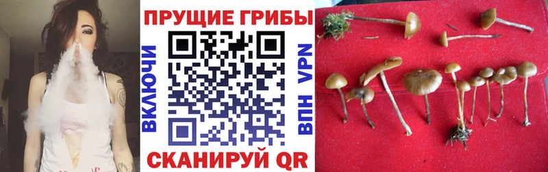 Псилоцибиновые грибы Magic Shrooms  Пятигорск 